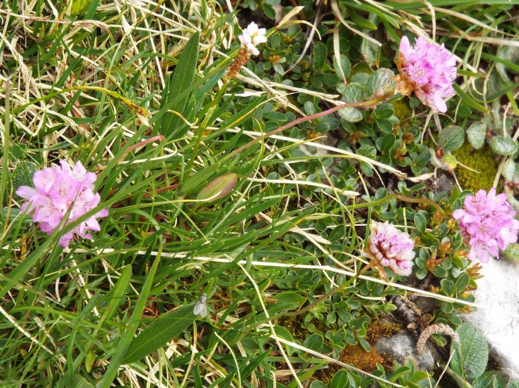 Armeria alpina / Spillone alpino