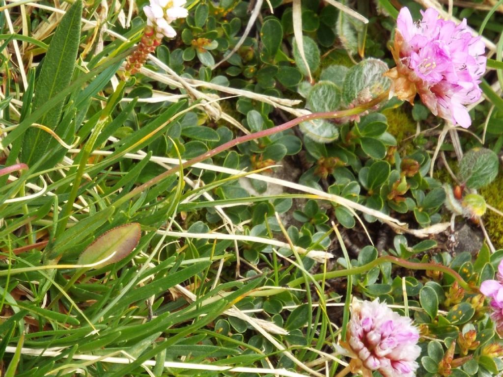 Armeria alpina / Spillone alpino