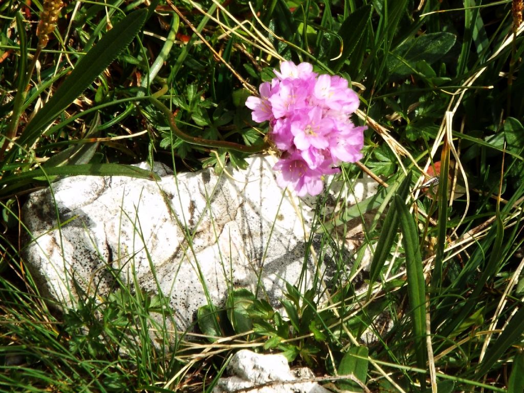 Armeria alpina / Spillone alpino