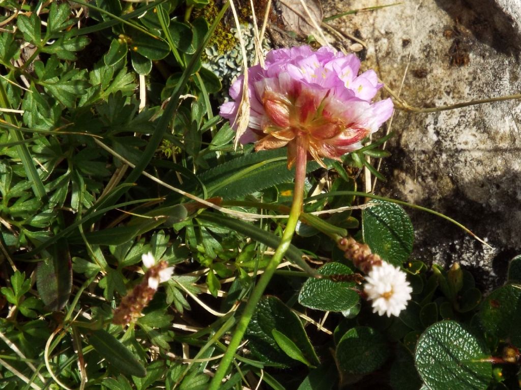 Armeria alpina / Spillone alpino