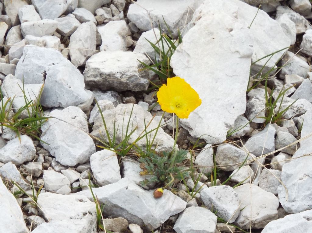 Papaver alpinum / Papavero alpino