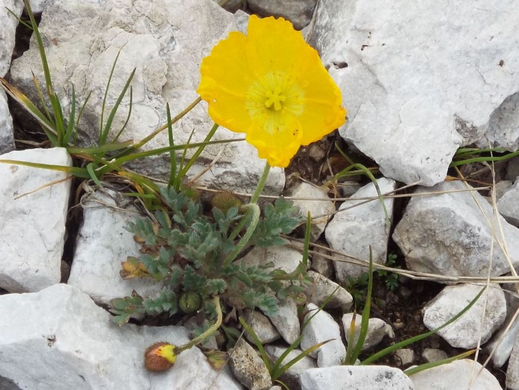 Papaver alpinum / Papavero alpino