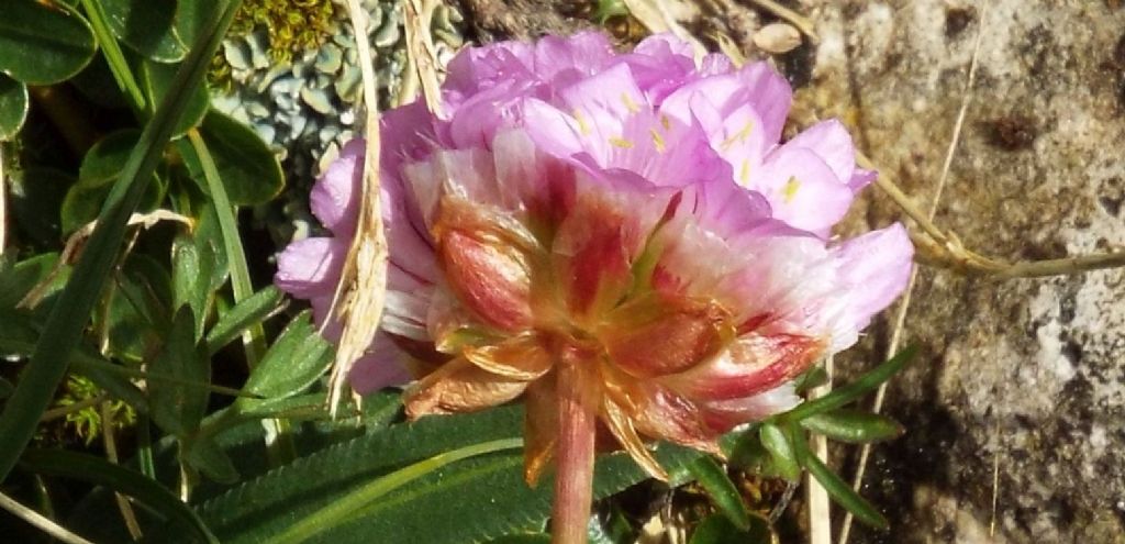 Armeria alpina / Spillone alpino