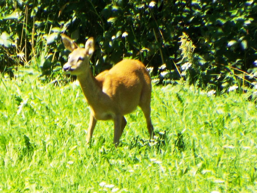 Giovane capriolo