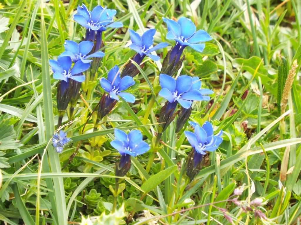 Gentiana cfr. bavarica