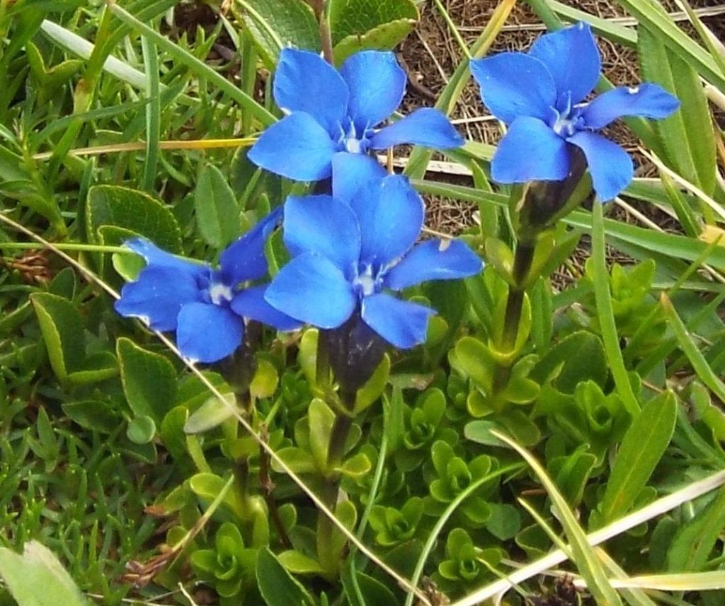 Gentiana cfr. bavarica