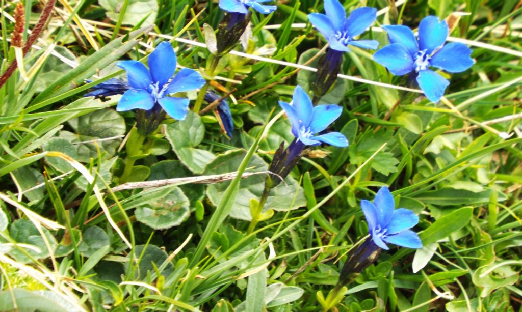 Gentiana cfr. bavarica