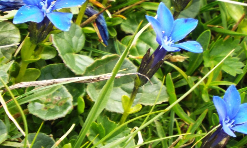 Gentiana cfr. bavarica