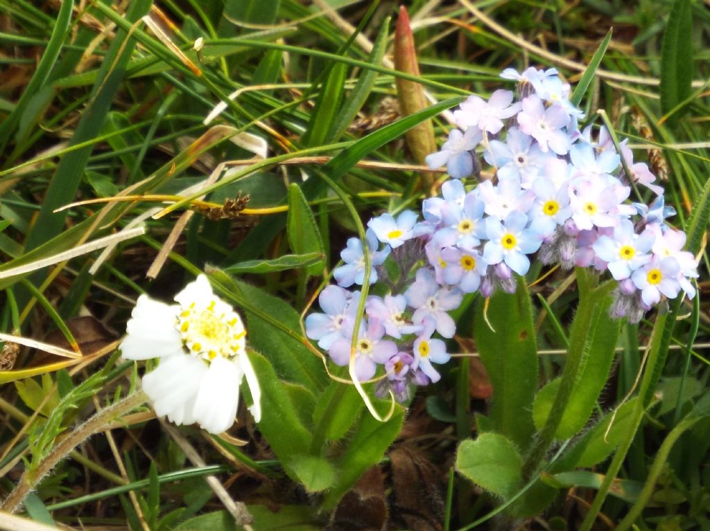 Miosotis cfr. alpestris (Boraginales - Boraginaceae)