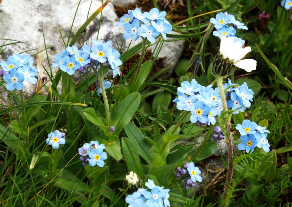 Miosotis cfr. alpestris (Boraginales - Boraginaceae)