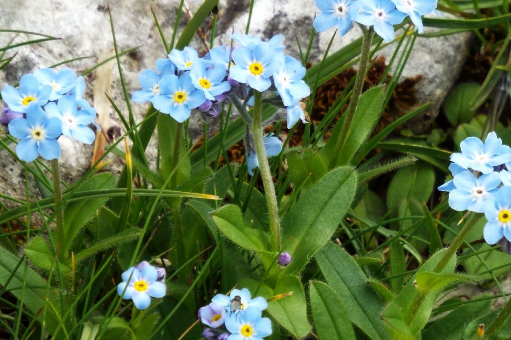 Miosotis cfr. alpestris (Boraginales - Boraginaceae)