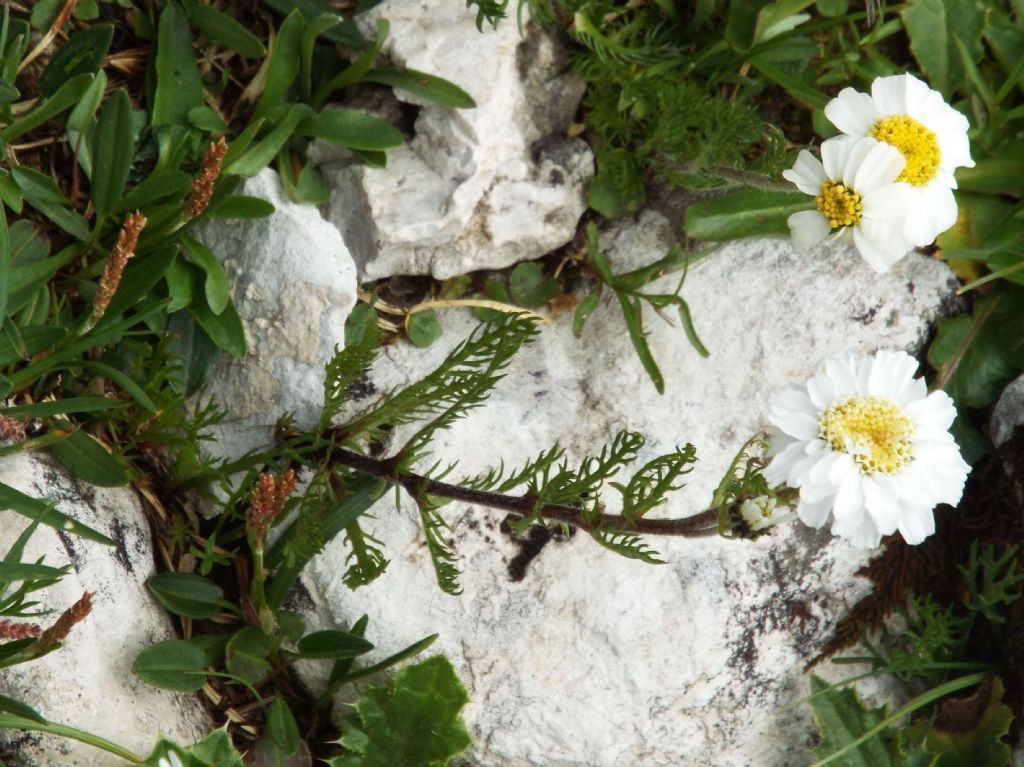 Asteracea: Achillea barrelieri subsp. oxyloba