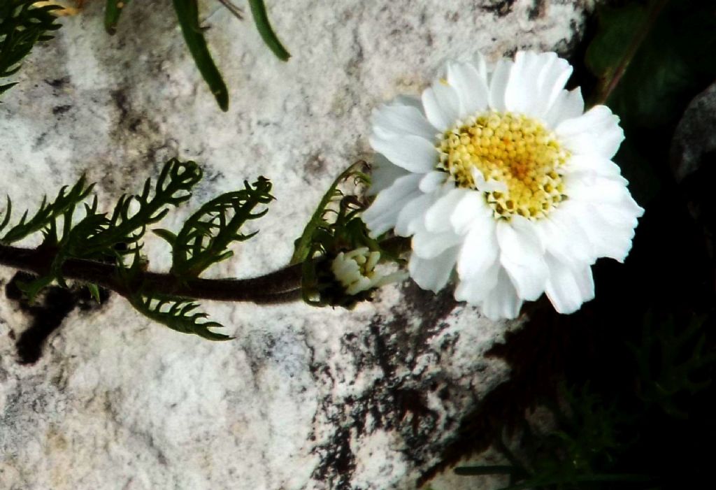 Asteracea: Achillea barrelieri subsp. oxyloba