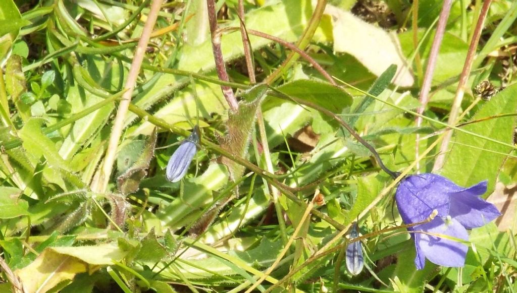 Campanula sp.