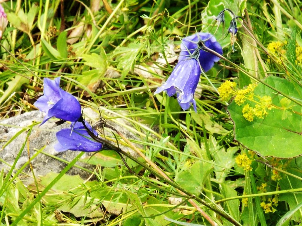 Campanula sp.