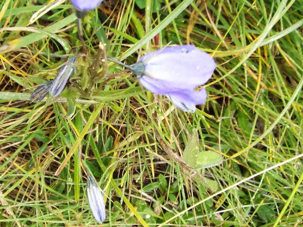 Campanula sp.