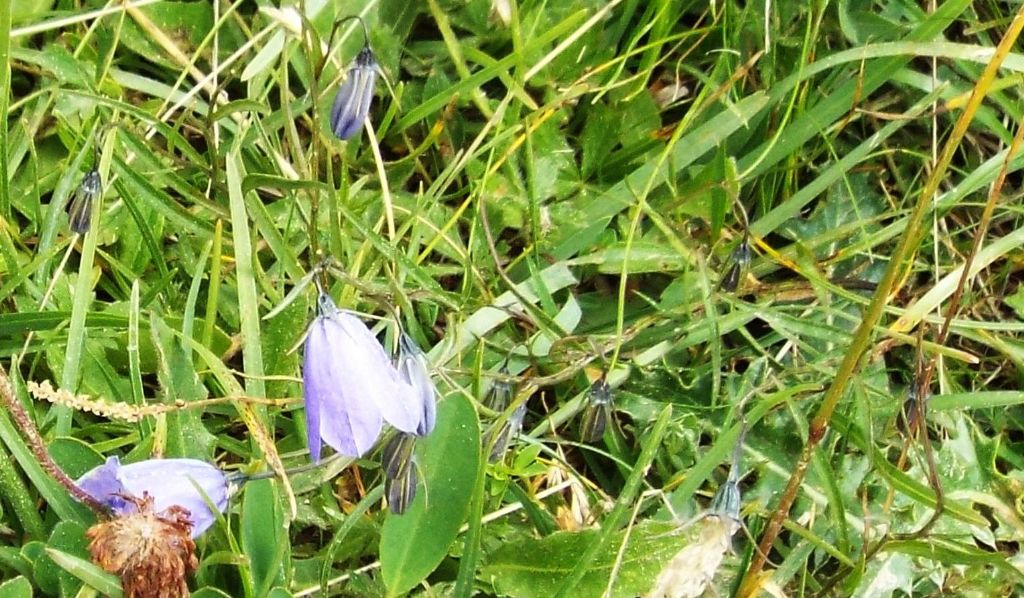 Campanula sp.