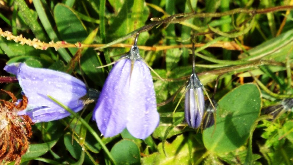 Campanula sp.