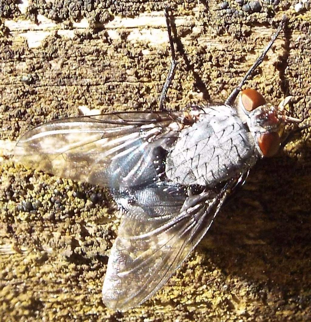 Mosche da identificare: Pollenia sp. e Calliphora sp. (Calliphoridae)