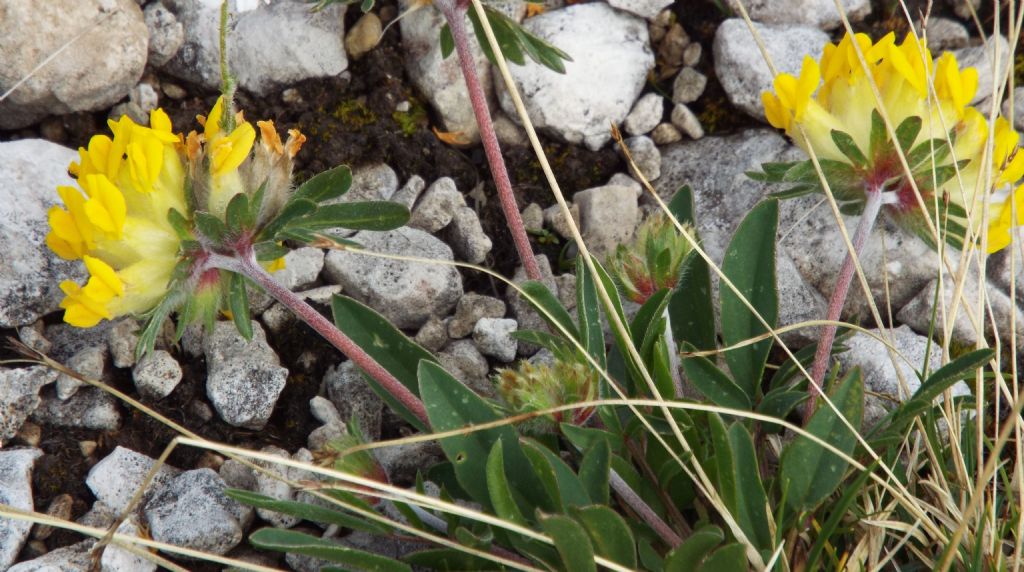 Anthyllis vulneraria (Fabaceae)