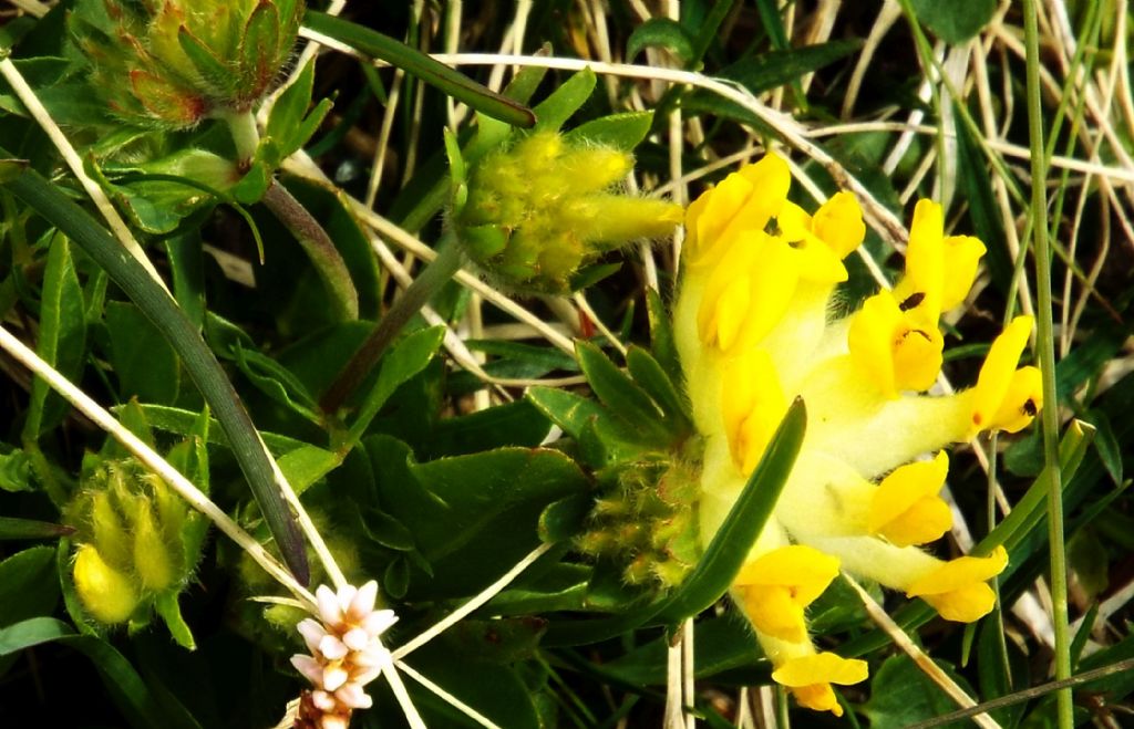 Anthyllis vulneraria (Fabaceae)