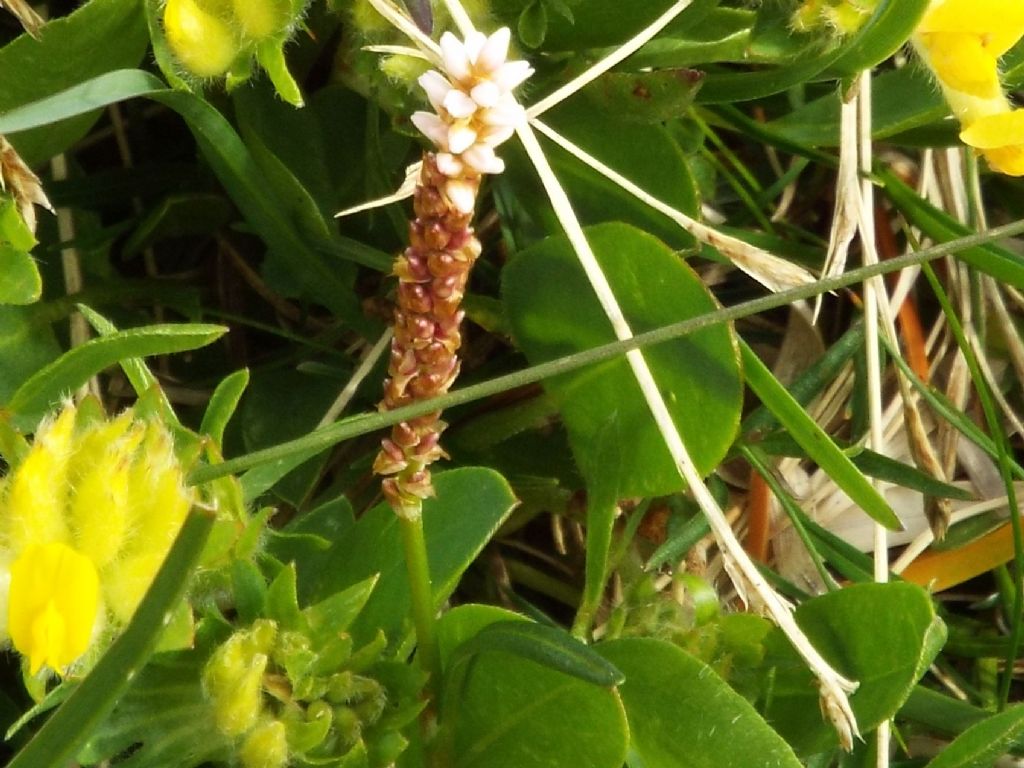 Bistorta vivipara (Caryophyllales  - Polygonaceae)