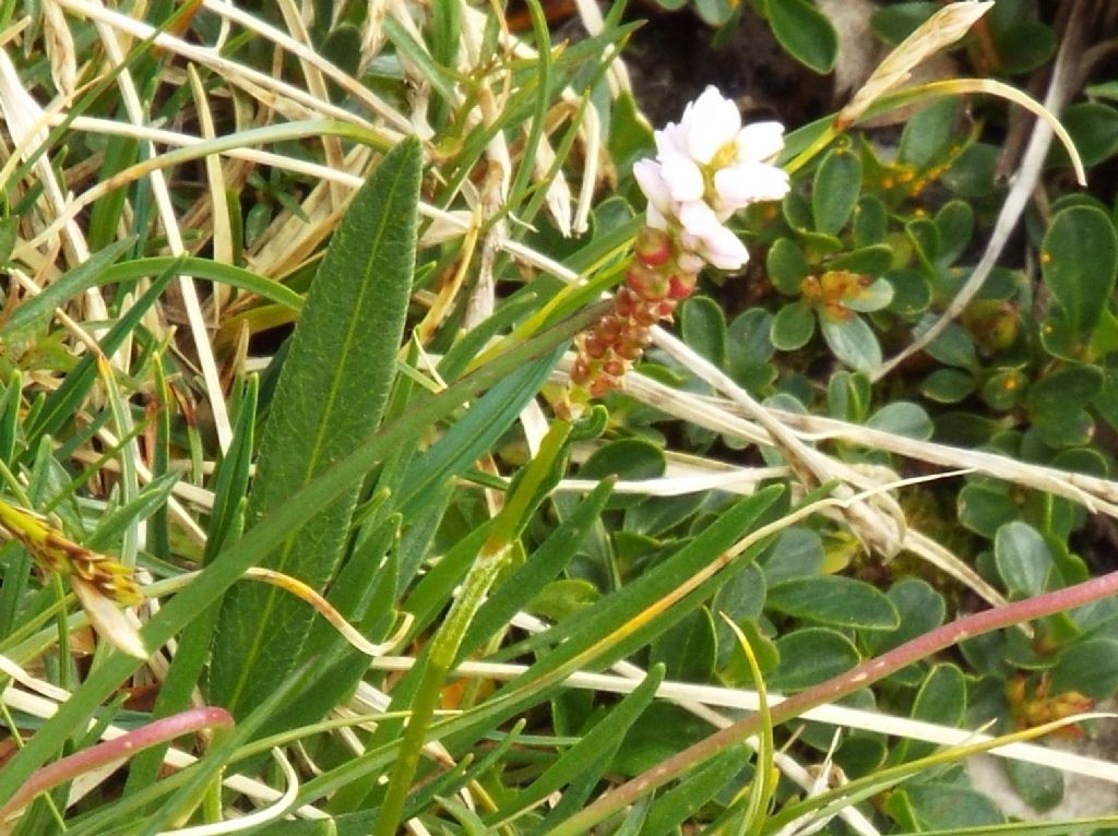 Bistorta vivipara (Caryophyllales  - Polygonaceae)