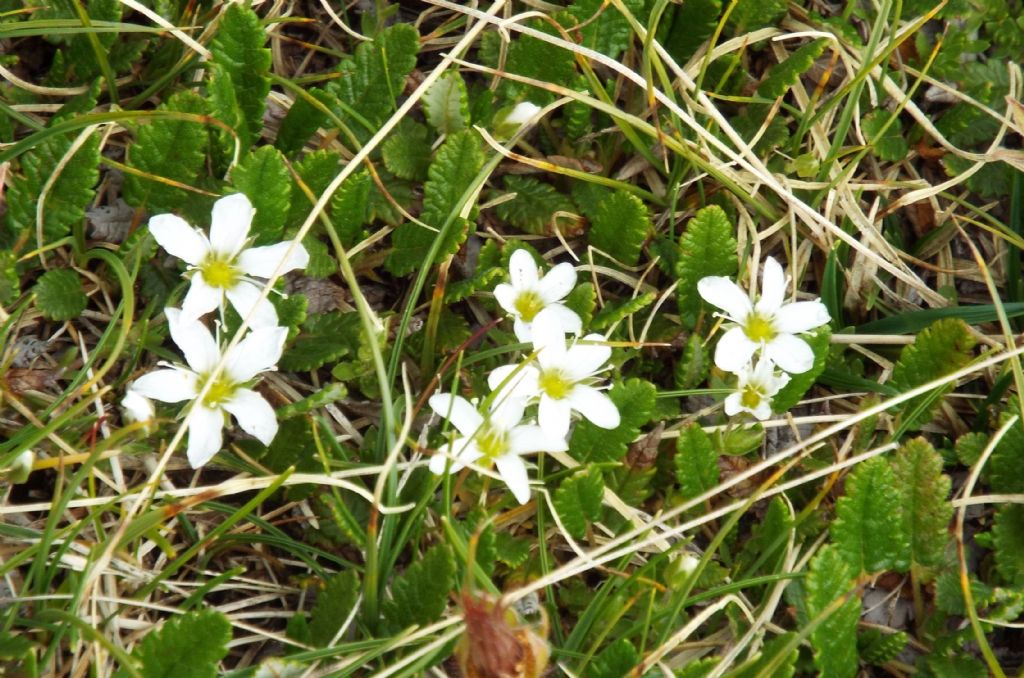 Caryophyllaceae:  cfr. Arenaria sp.