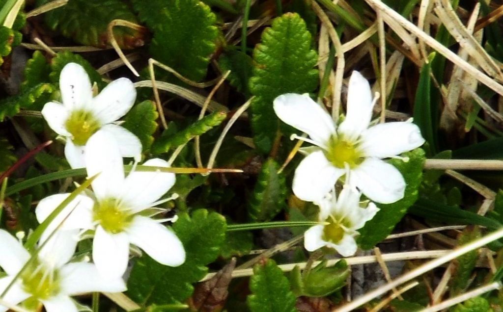 Caryophyllaceae:  cfr. Arenaria sp.