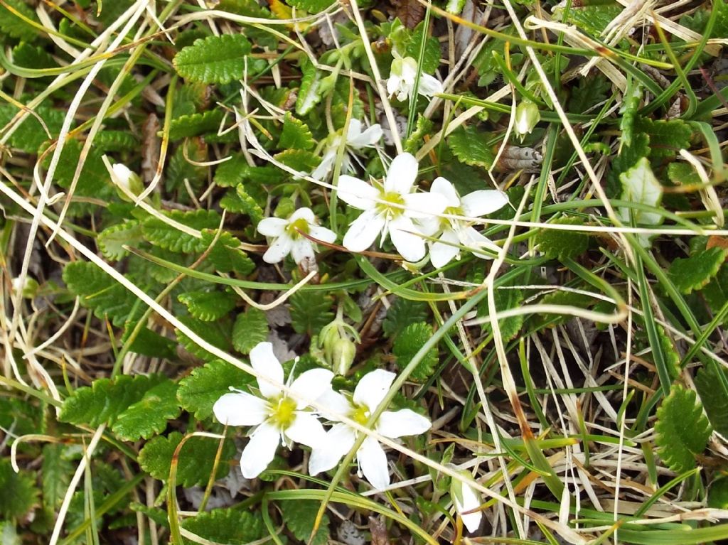 Caryophyllaceae:  cfr. Arenaria sp.