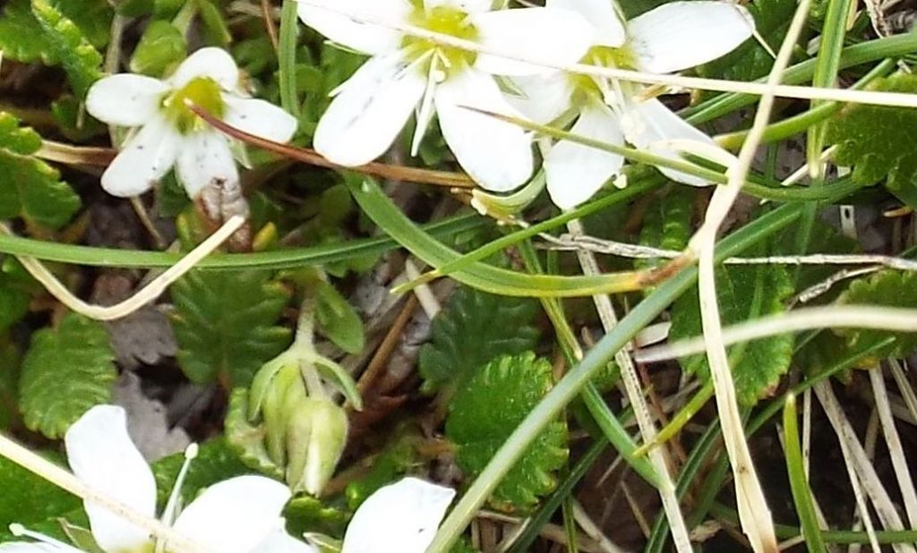 Caryophyllaceae:  cfr. Arenaria sp.