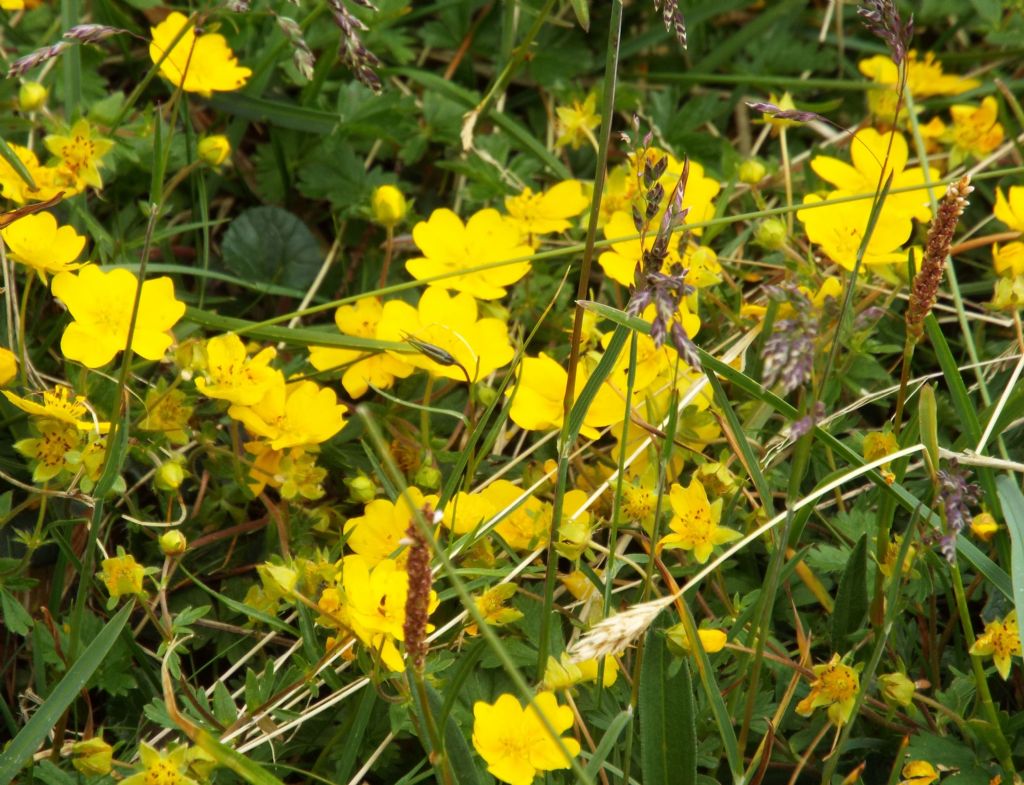 Potentilla sp. (Rosaceae)