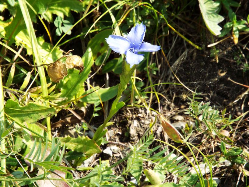 Gentianopsis ciliata