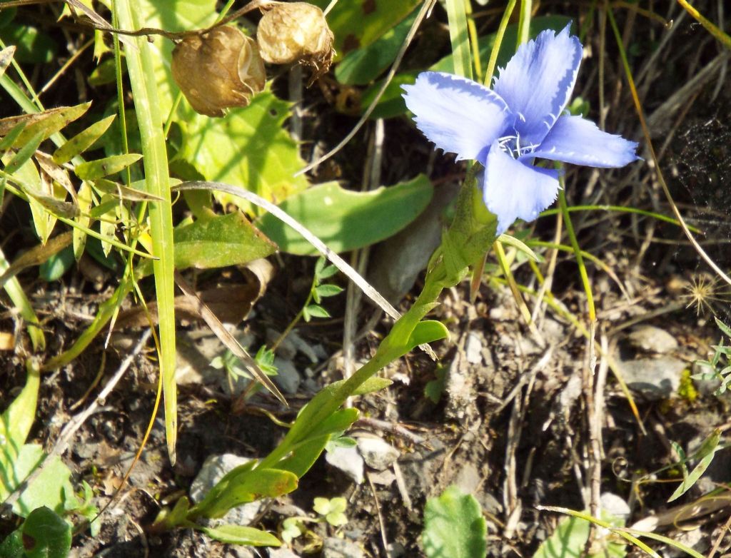 Gentianopsis ciliata