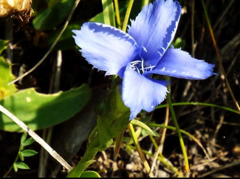 Gentianopsis ciliata