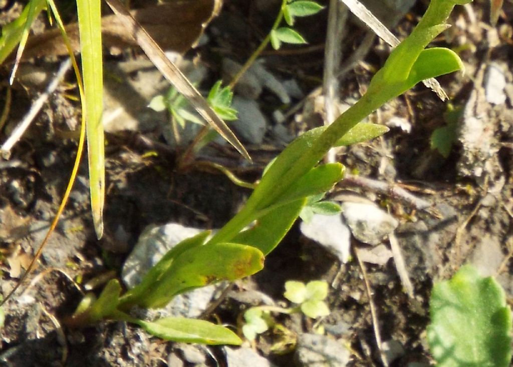 Gentianopsis ciliata