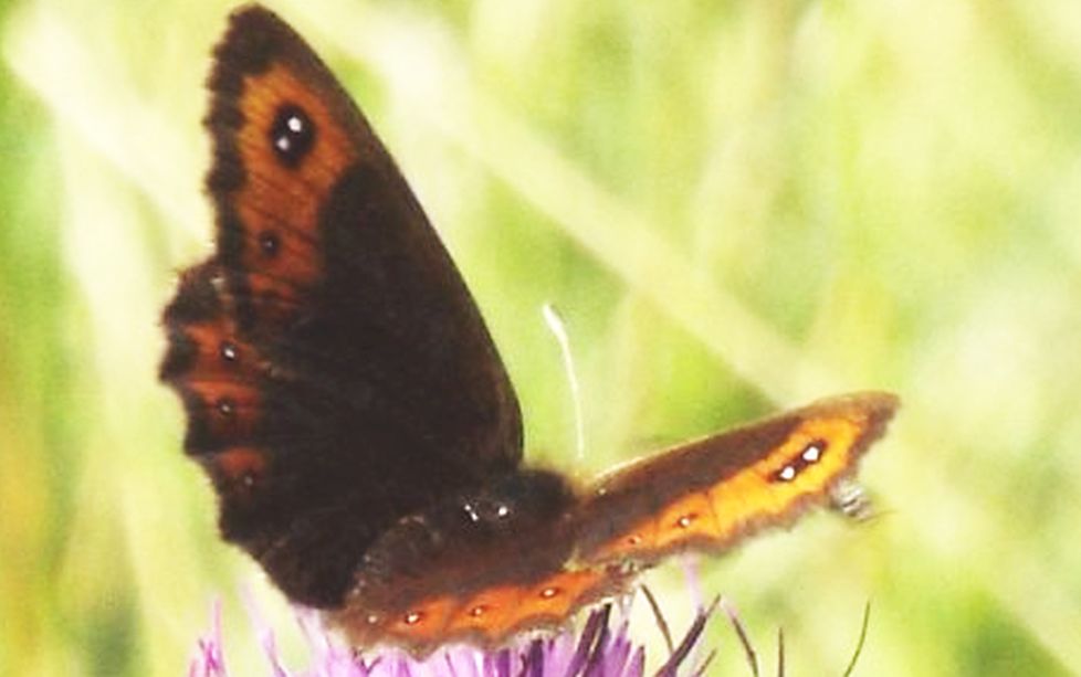 Erebia montana (Nymphalidae Satyrinae) e Chersotis cuprea (Noctuidae)