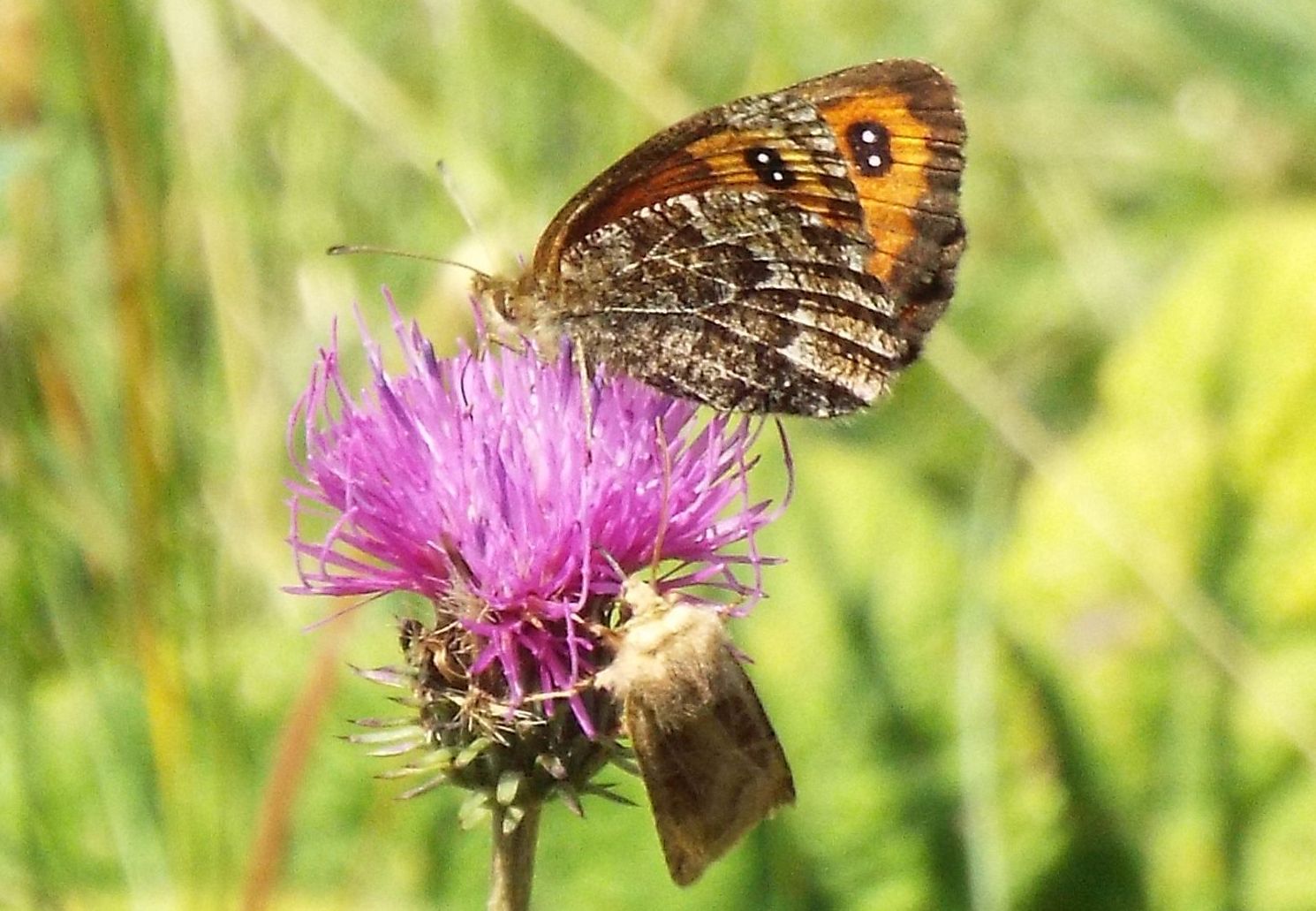 Erebia montana (Nymphalidae Satyrinae) e Chersotis cuprea (Noctuidae)