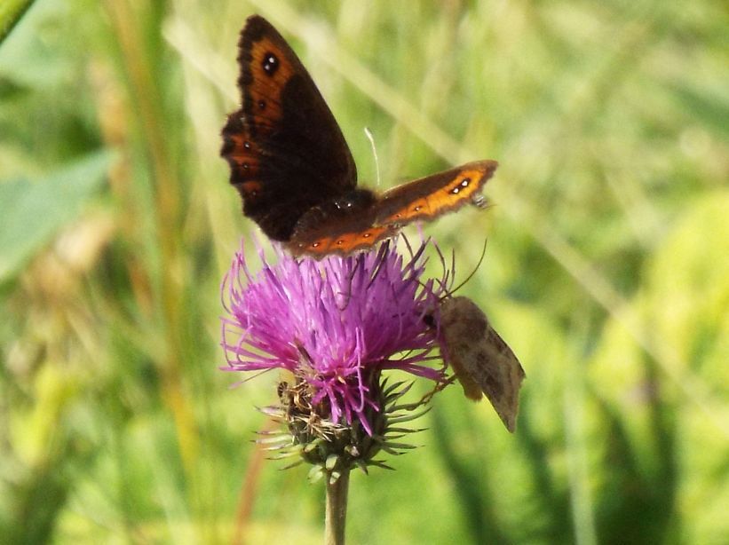 Erebia montana (Nymphalidae Satyrinae) e Chersotis cuprea (Noctuidae)