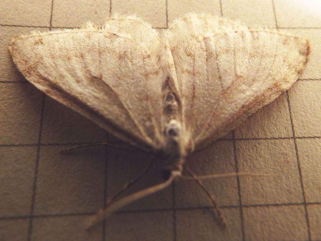 Geometridae: Mesotype verberata