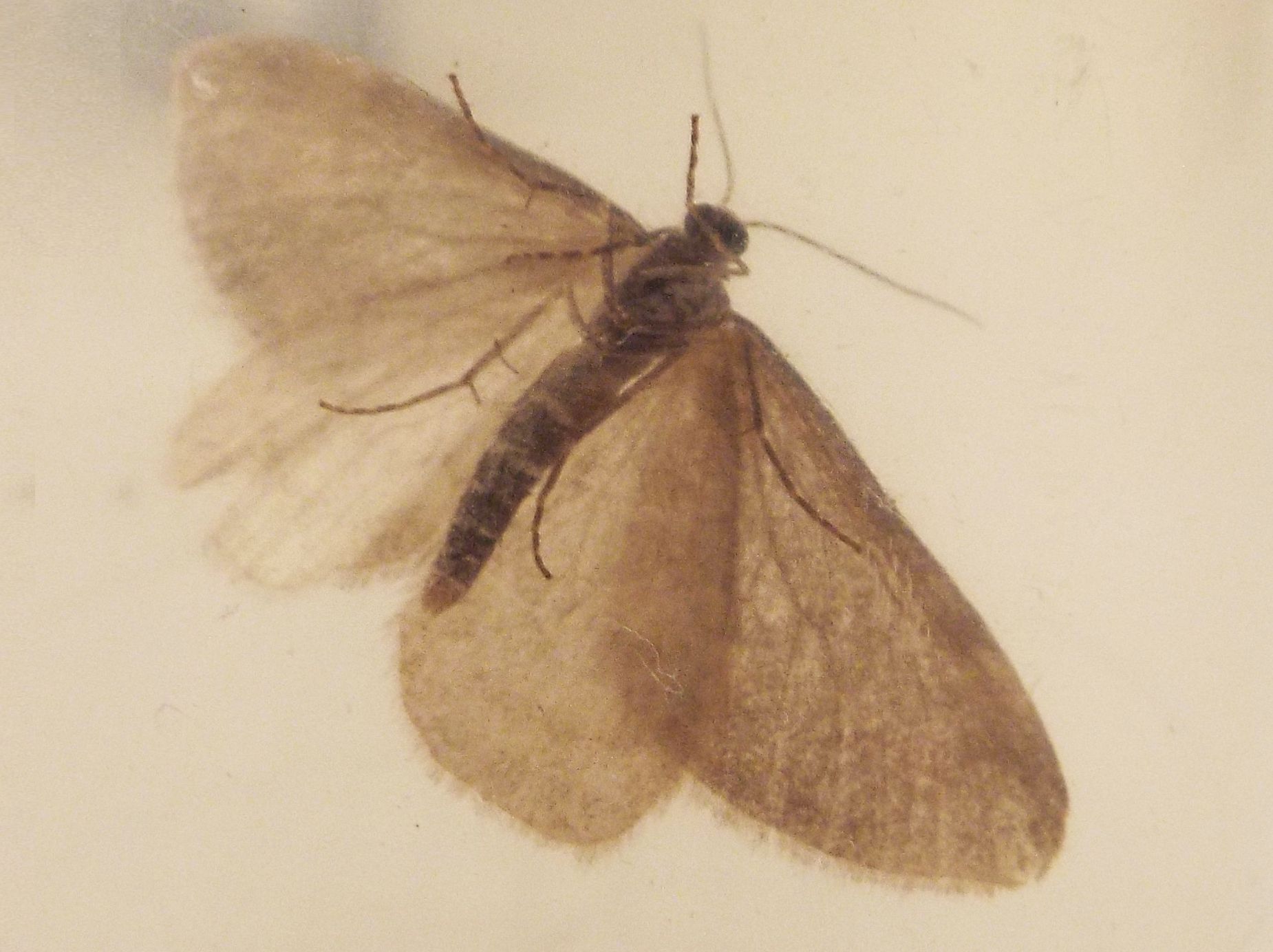 Geometridae: Mesotype verberata