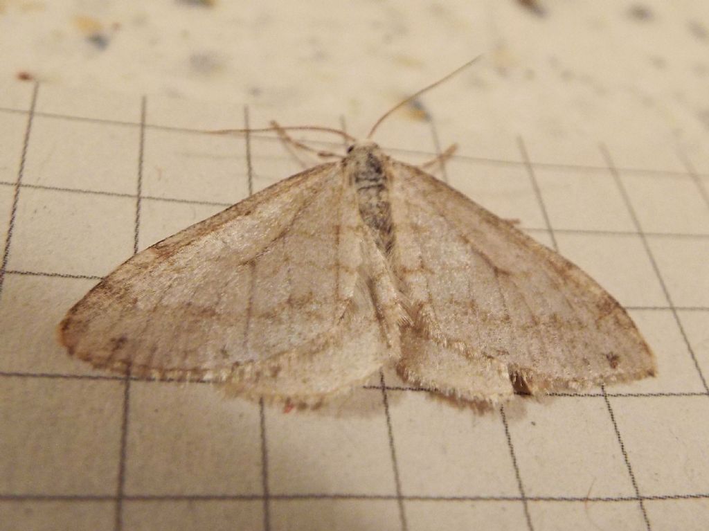 Geometridae: Mesotype verberata