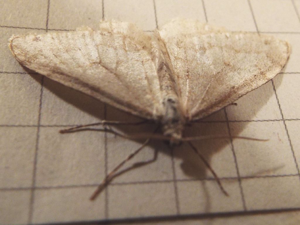 Geometridae: Mesotype verberata