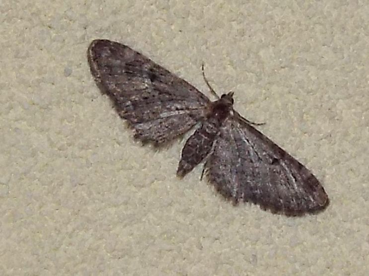 Geometridae: Eupithecia sp.