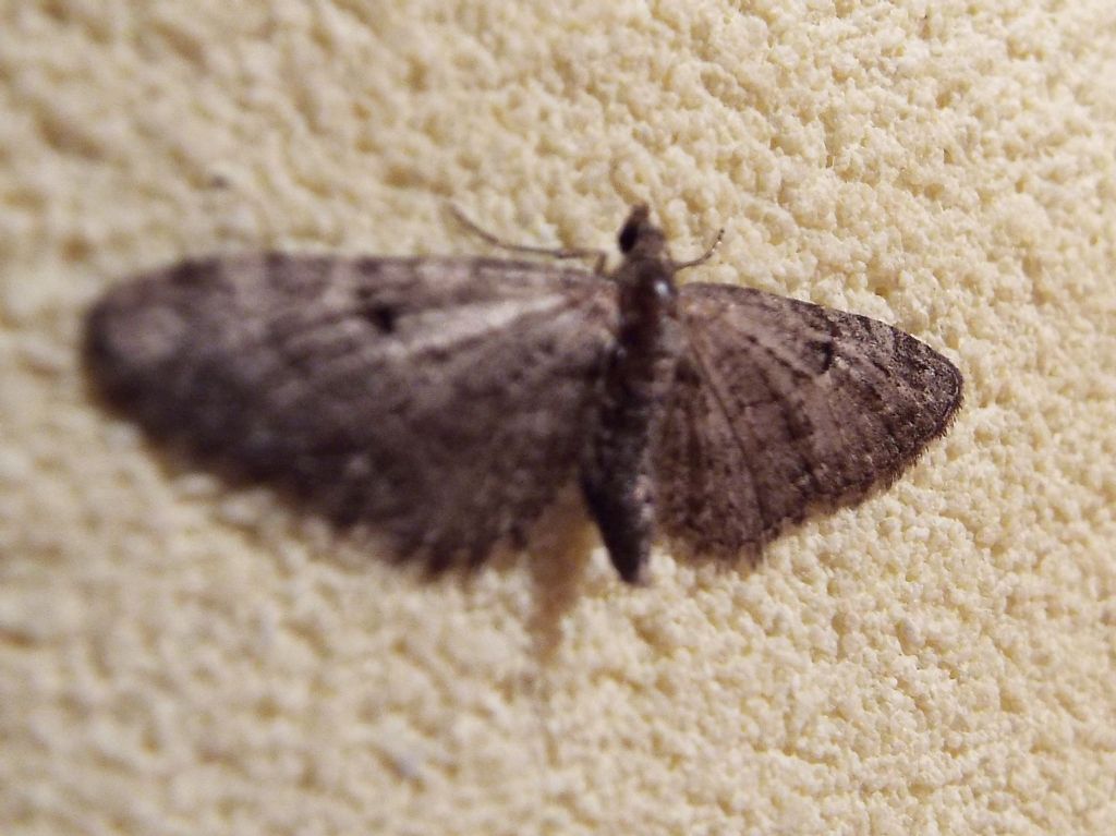 Geometridae: Eupithecia sp.