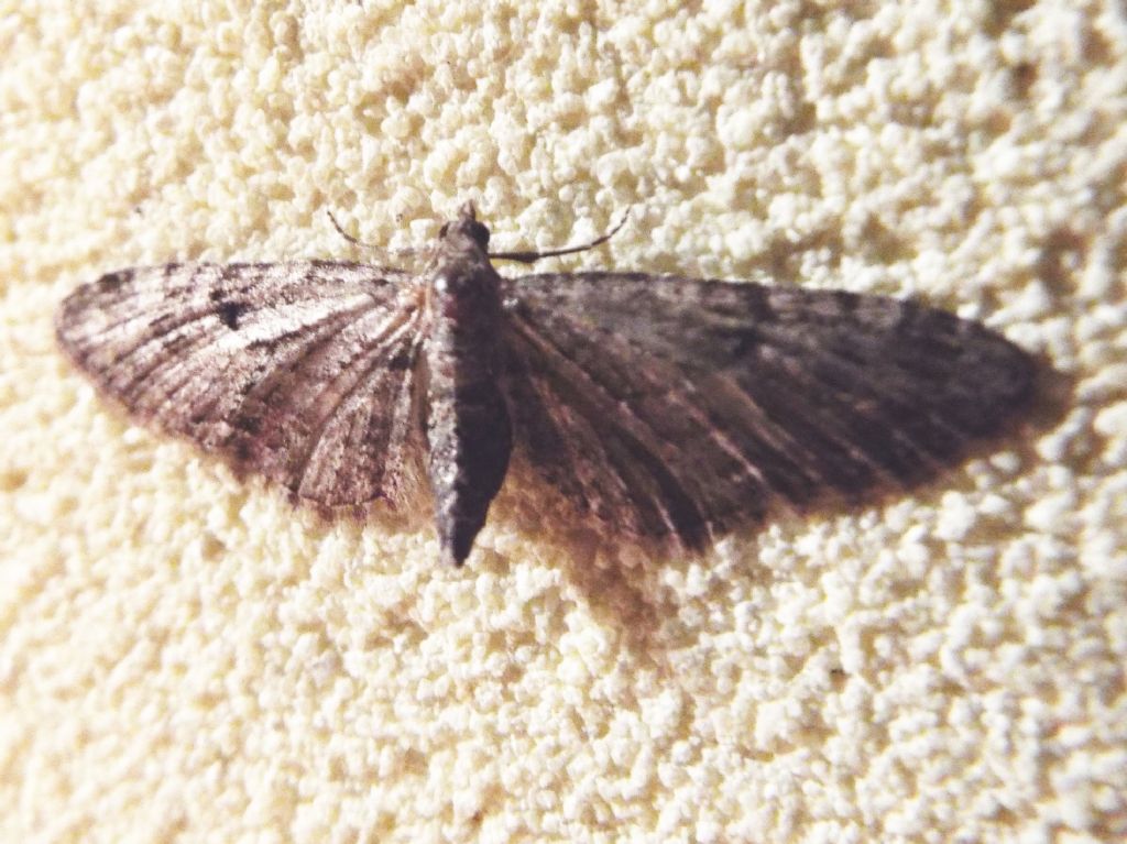 Geometridae: Eupithecia sp.