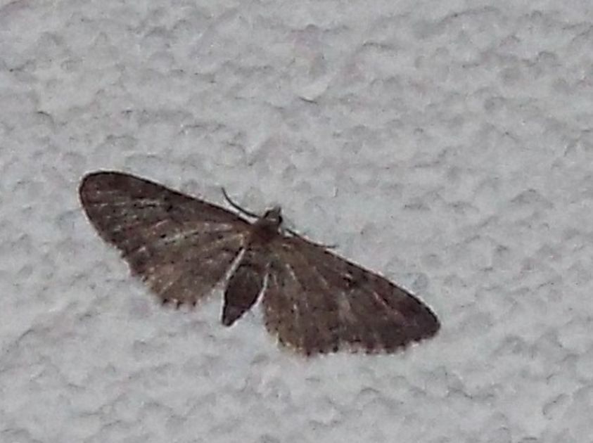 Geometridae: Eupithecia sp.