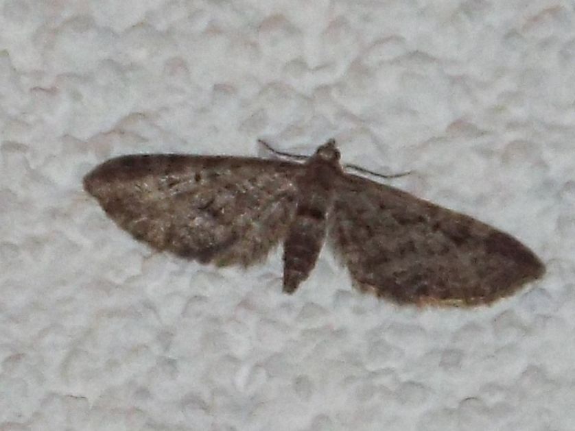 Geometridae: Eupithecia sp.