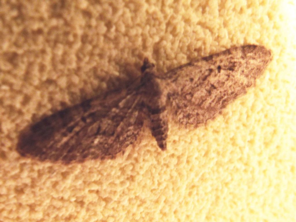 Geometridae: Eupithecia sp.