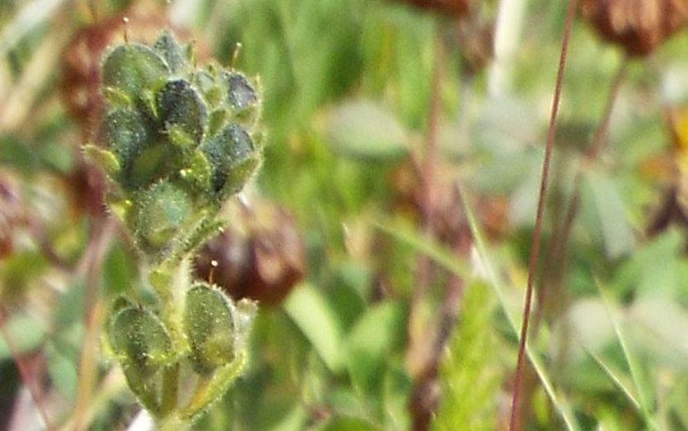 Veronica bellidioides in fruttificazione